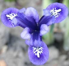 Zwerg-Iris-9.jpg