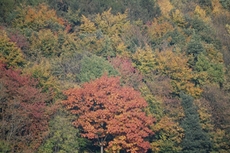 Herbstwald.JPG