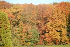 Herbstwald_2.JPG