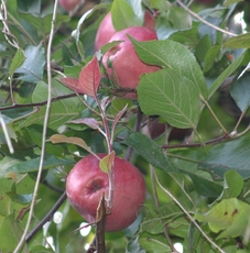 Apfelbaum-Herbst-1.jpg