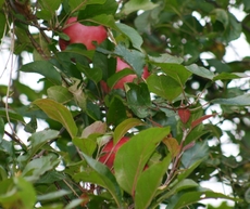 Apfelbaum-Herbst-2.jpg