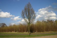 Baum-Fruehling-1.jpg