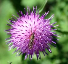 Distel-Insekt.JPG