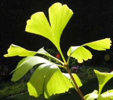 Ginkgo-3.jpg