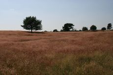 Heide-Sommer-12.jpg