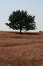 Heide-Sommer-121.jpg