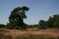 Heide-Sommer-16.jpg