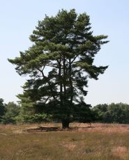 Kiefer-Heide-Sommer-007.jpg