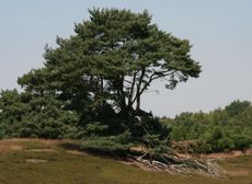 Kiefer-Heide-Sommer-13.jpg