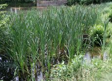 Teich-Rohrkolben.jpg
