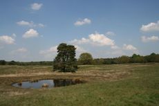 Tümpel-Heide_3010.jpg