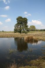 Tümpel-Heide_3014.jpg