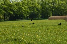 Wiese-Dohlen-013.jpg
