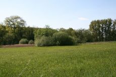 Wiese-Frühling-016.jpg