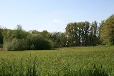 Wiese-Frühling-017.jpg