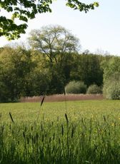 Wiese-Frühling-019.jpg