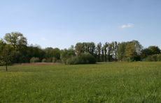 Wiese-Frühling-021.jpg