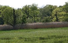 Wiese-Frühling-023.jpg