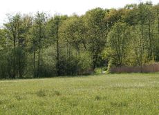 Wiese-Frühling-024.jpg