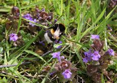 Wiese-Hummel-121.jpg