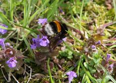 Wiese-Hummel-122.jpg