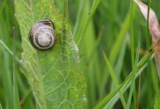 Wiese-Schnecke-23.jpg