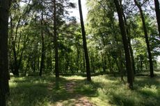 Wald-003.jpg