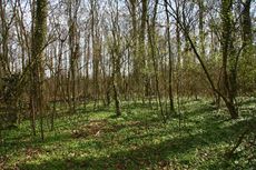 Wald-im-Frühling-129.jpg