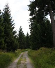 Waldweg_5952.jpg