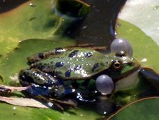 Frosch_10.JPG