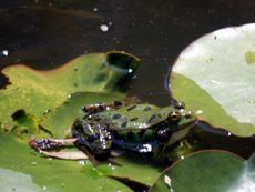 Frosch_9.JPG