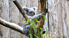 Koala_10.jpg
