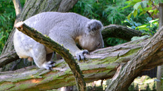 Koala_12.jpg