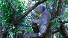 Koala_13.jpg