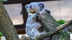 Koala_17.jpg