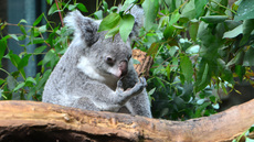 Koala_7.jpg