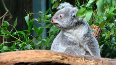 Koala_8.jpg