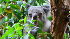 Koala_9.jpg