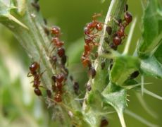 Ameisen-Blattläuse-1c.jpg