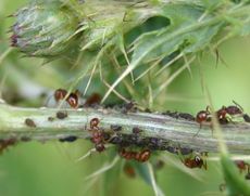 Ameisen-Blattläuse-1d.jpg