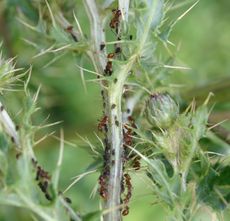 Ameisen-Blattläuse-1e.jpg
