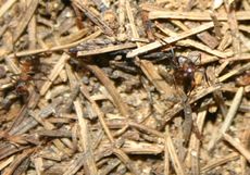 Ameisenhaufen-5.jpg