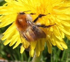 Ackerhummel-28.jpg