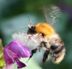 Hummel-im-Flug.jpg