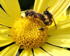 Paarung-Bienen-2.jpg
