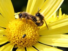 Paarung-Bienen-3.jpg