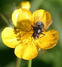 Fliege-auf-Hahnenfuss.jpg