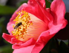 Garten-Schwebfliege-50.jpg