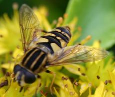 gemeine-Sumpfschwebfliege-1.jpg