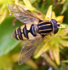 gemeine-Sumpfschwebfliege-2.jpg